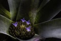 Bromeliad flower or Aechmea background urn plant