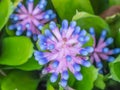 Close up Bromeliad flower