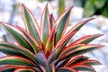 Close up of Bromeliad plants in garden