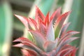 Close up of Bromeliad plants in garden