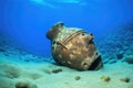 close up of a bronze ancient amphora on an ocean floor