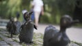 Close up of bronze statues of ducks in a city park. Action. Concept of city decoration, row of small ducks along the Royalty Free Stock Photo