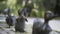 Close up of bronze statues of ducks in a city park. Action. Concept of city decoration, row of small ducks along the Royalty Free Stock Photo