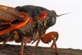 Close-up of Brood V Periodical Cicada Royalty Free Stock Photo