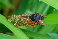 Wet cicada rests on a green leaf