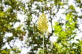 Close up of the broom corn. Broom corn. Field of Sorghum Millet. With Selective Focus on the Subject. Royalty Free Stock Photo