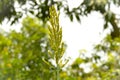 Close up of the broom corn. Broom corn. Field of Sorghum Millet. With Selective Focus on the Subject. Royalty Free Stock Photo