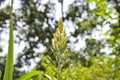 Close up of the broom corn. Broom corn. Field of Sorghum Millet. With Selective Focus on the Subject. Royalty Free Stock Photo