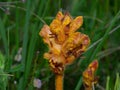 Broomrape on meadow Royalty Free Stock Photo