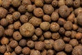 Close-up of brown allspice jamaica pepper grains. Texture of whole dried pimento berries. Concepts of organic spices Royalty Free Stock Photo