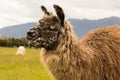 Close up brown alpaca farm animal