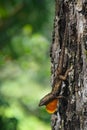 Brown Anole (Anolis Sagrei) With It\'s Dewlap