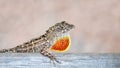 Close-Up of A Brown Anole (Anolis Sagrei) With It\'s Dewlap Royalty Free Stock Photo