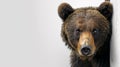 A close up of a brown bear peeking out from behind the wall, AI