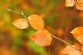 Close-up of brown beech leaves Royalty Free Stock Photo