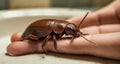 Close-up of a brown beetle on a human finger