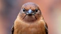 A close up of a brown bird with an angry look on its face, AI Royalty Free Stock Photo