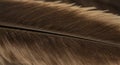 Close-up of a brown bird feather featuring a central shaft with fine barbs extending Royalty Free Stock Photo