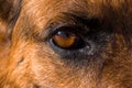 Close up of brown and black German shepherd dogs eye and face Royalty Free Stock Photo