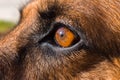 Close up of brown and black German shepherd dogs eye and face Royalty Free Stock Photo