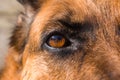 Close up of brown and black German shepherd dogs eye and face Royalty Free Stock Photo