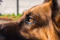 Close up of brown and black German shepherd dogs eye and face Royalty Free Stock Photo