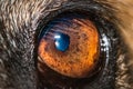 Close up of brown and black German shepherd dogs eye and face Royalty Free Stock Photo