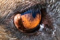 Close up of brown and black German shepherd dogs eye and face Royalty Free Stock Photo