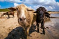 Close-up of a brown goat looks Royalty Free Stock Photo