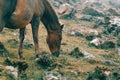 Close up of a brown and black wild horse in the mountains eating grass with a lot of mist Royalty Free Stock Photo