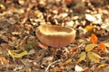 Bowl Shaped Bolete Mushroom in Autumn Leaves