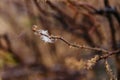 Close up brown branch with iced spider web at Mount Usu in winter in Hokkaido, Japan