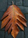 Close-up a brown breadfruit leaf on a paving Royalty Free Stock Photo