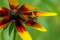 Close-up of a brown butterfly with curled tongue sitting on a red and yellow flower petal Royalty Free Stock Photo