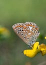 Close up of a brown butterfly with dark and red spots. The blue sits on a yellow flower in nature. The focus is on the