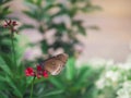 Close up brown butterfly Spotted Black Crow Euploea crameri bremeri on red flower with green garden background Royalty Free Stock Photo