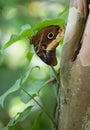 Butterfly on tree trunk