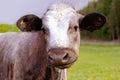 Close-up brown calf with ridiculous muzzle look sadly aside, young cow against green grass pasture, nature, release of greenhouse Royalty Free Stock Photo