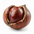 Close Up of a Brown Chestnut in Cracked Shell on White Background in Studio Lighting Royalty Free Stock Photo