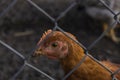 Close-up of a brown chicken behind a fence Royalty Free Stock Photo