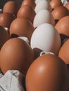 close-up of brown chicken eggs with line of white eggs in egg box, egg container, Royalty Free Stock Photo