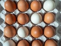 close-up of brown chicken eggs with line of white eggs in egg box, egg container Royalty Free Stock Photo