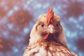 Close-up of a brown chicken with a red comb