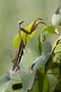 Close Up of a Brown Chinese Preying Mantis Walking Up Vine Leave Royalty Free Stock Photo