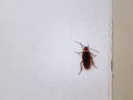 Brown Cockroach Climbing on White Wall