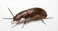 A close-up of a brown cockroach on a white background