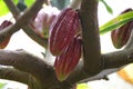 Brown cocoa fruits hanging on the tree Royalty Free Stock Photo