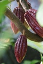 Close up of a brown cocoa fruits on the tree Royalty Free Stock Photo