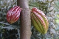 Close up of a brown cocoa fruits on the tree Royalty Free Stock Photo