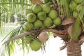 A close up brown coconut on the coconut tree Royalty Free Stock Photo